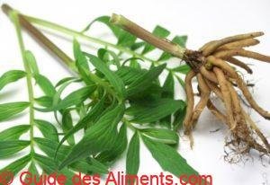 Herbe et racines de valériane