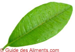 feuille de quatre-&eacute;pices, Pimenta dioica