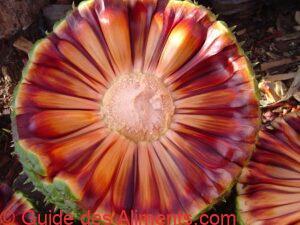 pommes de pin appel&eacute;es pinha