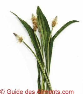 Plantain lanc&eacute;ol