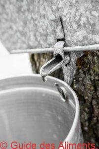 Seaux &agrave; s&egrave;ve d'&eacute;rable sur les arbres au printemps