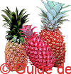 ananas red spanish