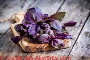 basilic pourpre