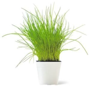 ciboulette