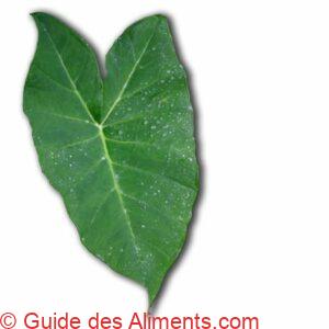 feuille de taro (Colocasia esculenta)