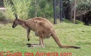 kangourou