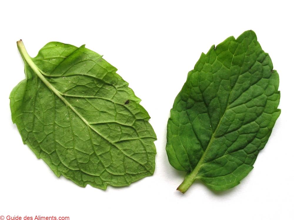 <a class="ingredient-link" data-ingredient-link-id="3" data-clicks="0" href="https://guidedesaliments.com/guide/menthe/" target="_blank" rel="nofollow sponsored">menthe</a>