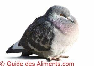 pigeon
