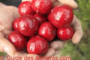 quandong