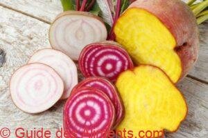 vari&eacute;t&eacute;s de betteraves