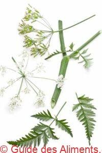 Anthriscus sylvestris