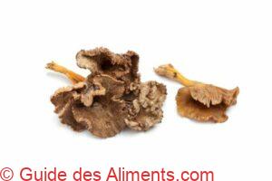 Chanterelle Grise