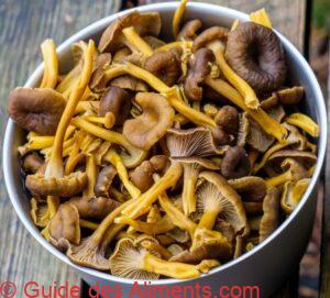 Craterellus tubaeformis