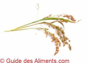 Panicum miliaceum
