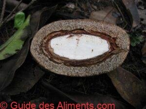 Acioa edulis