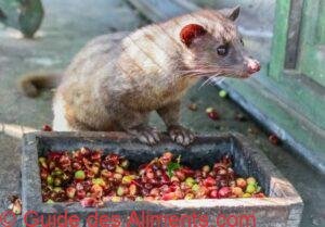 Kopi luwak