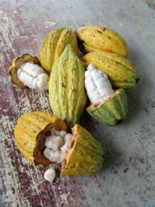 cacao