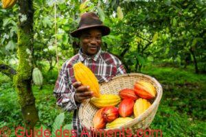 fermier africain souriant récolte des cabosses de cacao