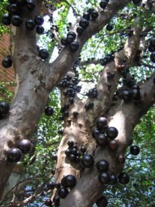 Jaboticaba