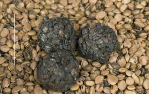 Boulettes de soumbala et graines de néré avec lesquelles elles sont confectionnées (Burkina Faso)