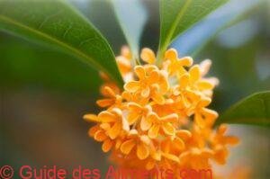 osmanthus-fragrans