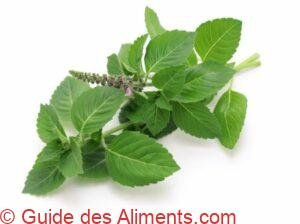 basilic tha&iuml;