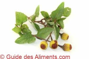 Brède mafane