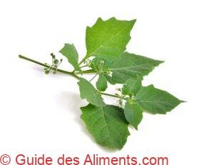 Solanum nigrum