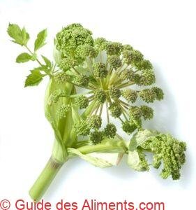 Angélique officinale
