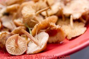 Marasme des Or&eacute;ades