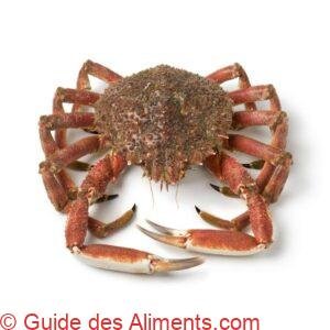 araignée de mer