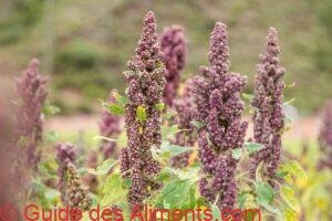 Kaniwa Chenopodium pallidicaule