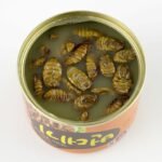 Beondegi en conserve