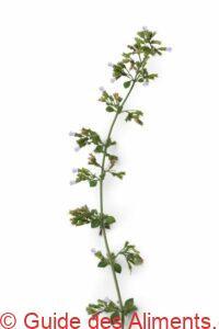 Calament n&eacute;p&eacute;ta