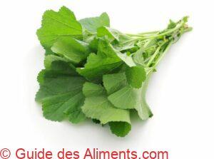 mauve (Malva sylvestris)