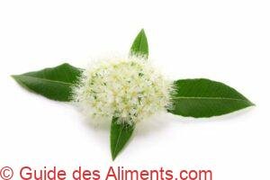 myrte citronn&eacute;