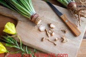 racines d'onagre