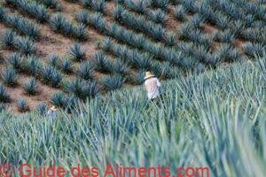 Agave tequilana