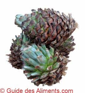 Agave tequilana