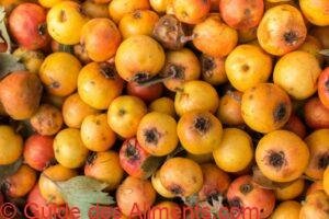 Crataegus azarolus
