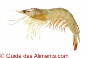 Fenneropenaeus indicus