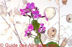 Lunaria annua