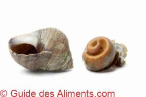 Noisette de mer cuite