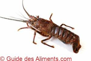 Panulirus japonicus