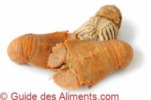 Thenus orientalis cuits