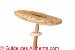 L&eacute;piote &eacute;lev&eacute;e, Coulemelle