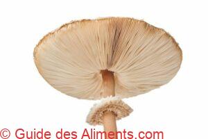 L&eacute;piote &eacute;lev&eacute;e, Coulemelle