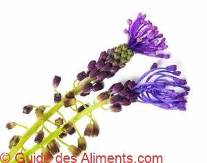fleurs de Jacinthe à grappes