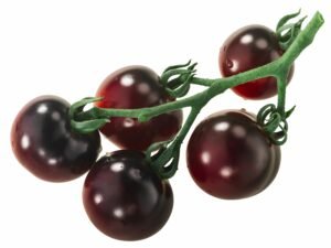 Tomate Indigo Rose 