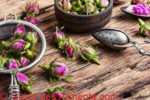 Boutons de roses
